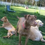 Jessie, Shiloh, Butters shade
