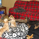 Tiny Dogs Dorm II